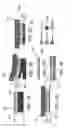 Fig. 04 - Flexible complementary metal-oxide-semiconductor probes for chronic, large-scale neural stimulation and recording