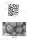 Fig. 02 - Article with zeolitic particles bonded with resin
