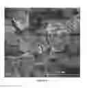 Fig. 07 - Article with zeolitic particles bonded with resin