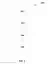 Fig. 04 - ABRASIVE BUFFING ARTICLES