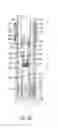 Fig. 07 - Adjustable seatpost