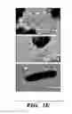Fig. 06 - Genetic reprogramming of bacterial biofilms