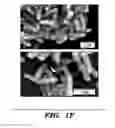 Fig. 07 - Genetic reprogramming of bacterial biofilms