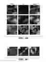 Fig. 09 - Genetic reprogramming of bacterial biofilms