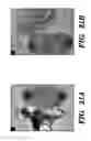 Fig. 35 - Genetic reprogramming of bacterial biofilms