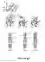Fig. 02 - Chimeric fibroblast growth factor 21 proteins and methods of use