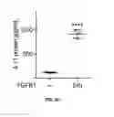 Fig. 06 - IL-11 ANTIBODIES