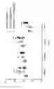 Fig. 16 - IL-11 ANTIBODIES