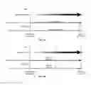 Fig. 28 - IL-11 ANTIBODIES