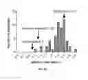 Fig. 80 - IL-11 ANTIBODIES