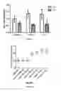 Fig. 94 - IL-11 ANTIBODIES