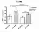 Fig. 01 - IL-11RA ANTIBODIES