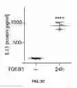 Fig. 06 - IL-11RA ANTIBODIES