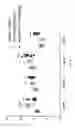 Fig. 16 - IL-11RA ANTIBODIES