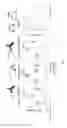 Fig. 22 - IL-11RA ANTIBODIES