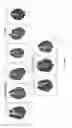 Fig. 57 - IL-11RA ANTIBODIES