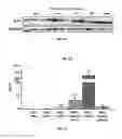 Fig. 60 - IL-11RA ANTIBODIES