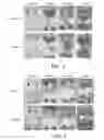 Fig. 03 - Antifouling composition