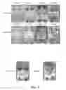 Fig. 04 - Antifouling composition