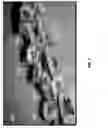 Fig. 02 - Flaky date fruit cap for moderate to severe loss control