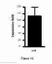 Fig. 06 - Methods for obtaining regulatory T cells and uses thereof