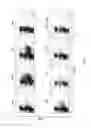 Fig. 20 - Pepmixes to generate multiviral CTLs with broad specificity
