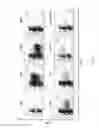 Fig. 23 - Pepmixes to generate multiviral CTLs with broad specificity