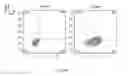 Fig. 33 - SYNTHETIC MEMBRANE-RECEIVER COMPLEXES