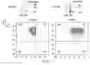 Fig. 14 - SYNTHETIC MEMBRANE-RECEIVER COMPLEXES