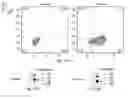 Fig. 34 - SYNTHETIC MEMBRANE-RECEIVER COMPLEXES