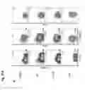 Fig. 43 - Methods and compositions relating to hematopoietic stem cell expansion, enrichment, and maintenance