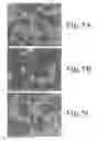 Fig. 06 - Stem cell conditioned media and methods of using the same