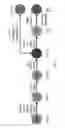Fig. 02 - In vitro production of cholangiocytes