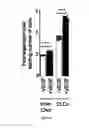 Fig. 07 - In vitro production of cholangiocytes