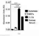 Fig. 08 - In vitro production of cholangiocytes