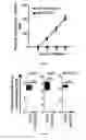 Fig. 09 - In vitro production of cholangiocytes