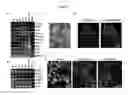 Fig. 09 - DIFFERENTIATING INDUCED PLURIPOTENT STEM CELLS INTO GLUCOSE-RESPONSIVE, INSULIN-SECRETING PROGENY