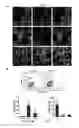 Fig. 10 - DIFFERENTIATING INDUCED PLURIPOTENT STEM CELLS INTO GLUCOSE-RESPONSIVE, INSULIN-SECRETING PROGENY