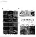 Fig. 16 - DIFFERENTIATING INDUCED PLURIPOTENT STEM CELLS INTO GLUCOSE-RESPONSIVE, INSULIN-SECRETING PROGENY
