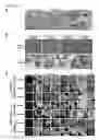 Fig. 17 - DIFFERENTIATING INDUCED PLURIPOTENT STEM CELLS INTO GLUCOSE-RESPONSIVE, INSULIN-SECRETING PROGENY