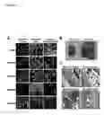 Fig. 18 - DIFFERENTIATING INDUCED PLURIPOTENT STEM CELLS INTO GLUCOSE-RESPONSIVE, INSULIN-SECRETING PROGENY
