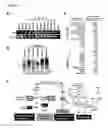 Fig. 22 - DIFFERENTIATING INDUCED PLURIPOTENT STEM CELLS INTO GLUCOSE-RESPONSIVE, INSULIN-SECRETING PROGENY
