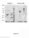 Fig. 06 - Therapeutic nuclease compositions and methods