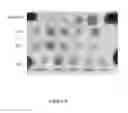 Fig. 07 - Therapeutic nuclease compositions and methods