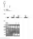 Fig. 02 - Cells producing glycoproteins having altered N- and O-glycosylation patterns and methods and use thereof