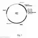 Fig. 02 - Methods of increasing the cellulolytic enhancing activity of a polypeptide