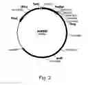 Fig. 03 - Methods of increasing the cellulolytic enhancing activity of a polypeptide