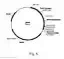 Fig. 06 - Methods of increasing the cellulolytic enhancing activity of a polypeptide