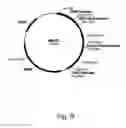 Fig. 10 - Methods of increasing the cellulolytic enhancing activity of a polypeptide
