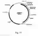 Fig. 12 - Methods of increasing the cellulolytic enhancing activity of a polypeptide